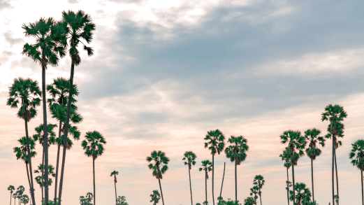 Tropical Blends Cafe